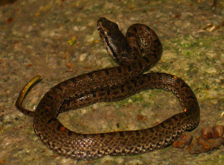 亚马逊森林十大毒蛇图片