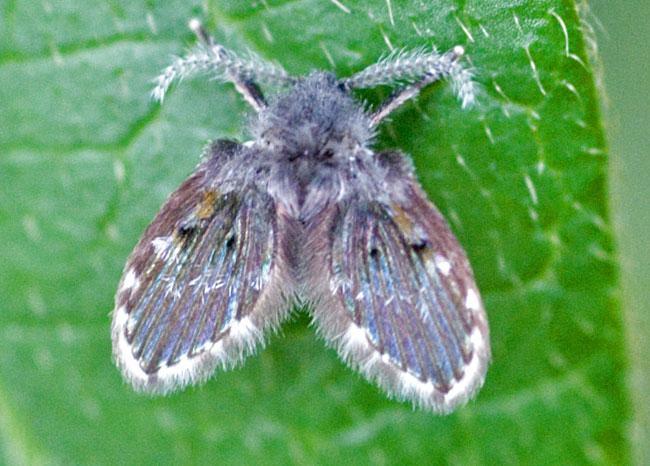 与白蛉科极近缘,俗称蝶蛉,蛾蝇或毛蛉.