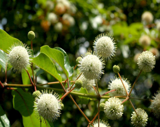 风箱树根(中医学与中药学)