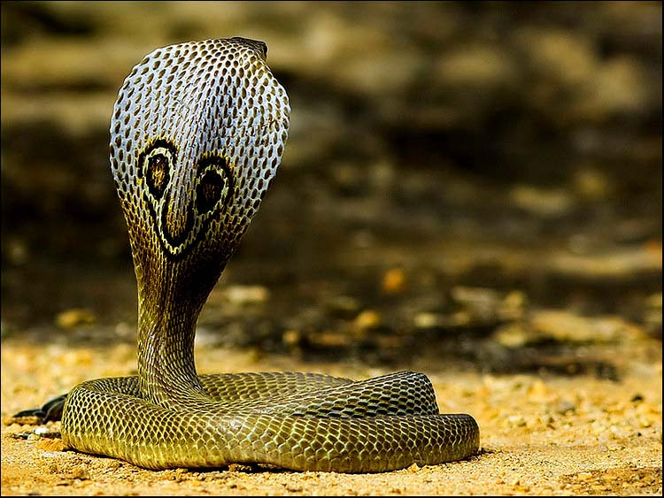 眼镜蛇照片真实 凶猛图片