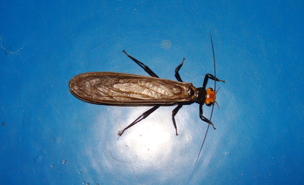 石蝇 (其他生物相关)