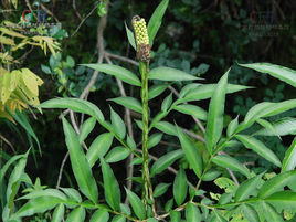 南蛇棒(植物)