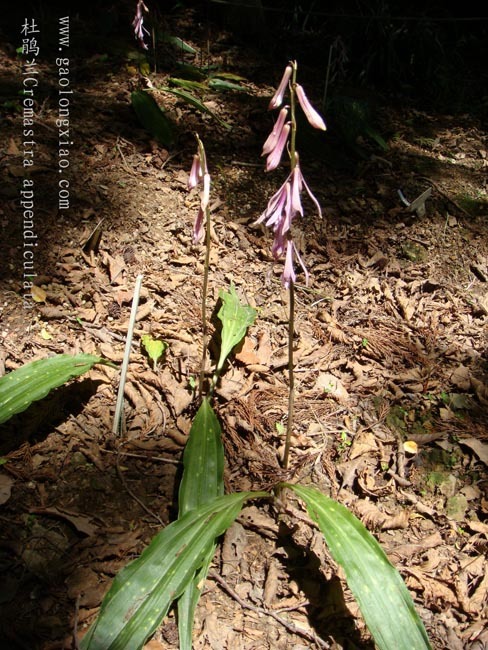 杜鹃兰属(植物)