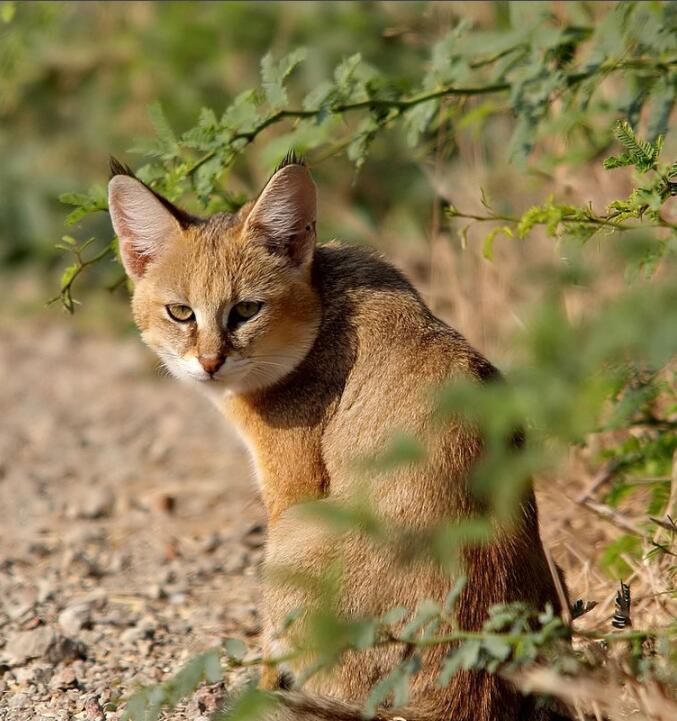 丛林猫(动物)