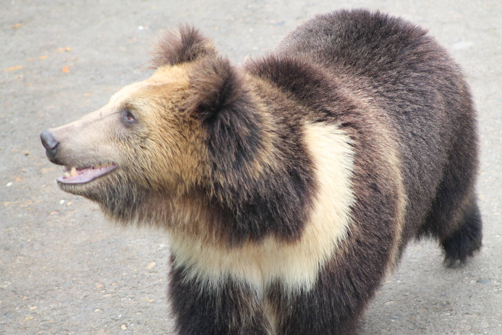 凶猛的黑色棕熊动物图-欧莱凯设计网