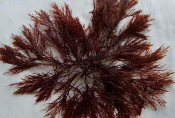 洋菜(植物)洋菜,亦称琼脂,石花菜,大菜,有些商品亦写作寒天,菜燕,是一