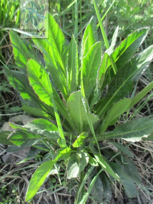 狗舌草功效图片