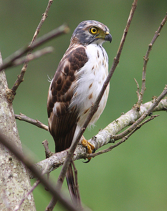 灰头凤头鹰动物