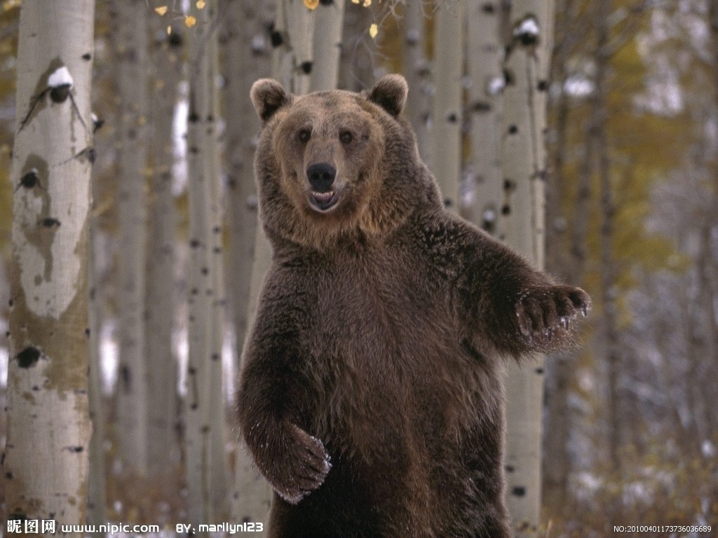 棕熊天山亚种动物
