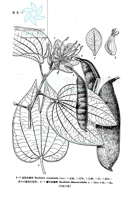 薯葉藤(植物)薯葉藤(學名:bauhinia dioscoreifolia)為豆科羊蹄甲屬的