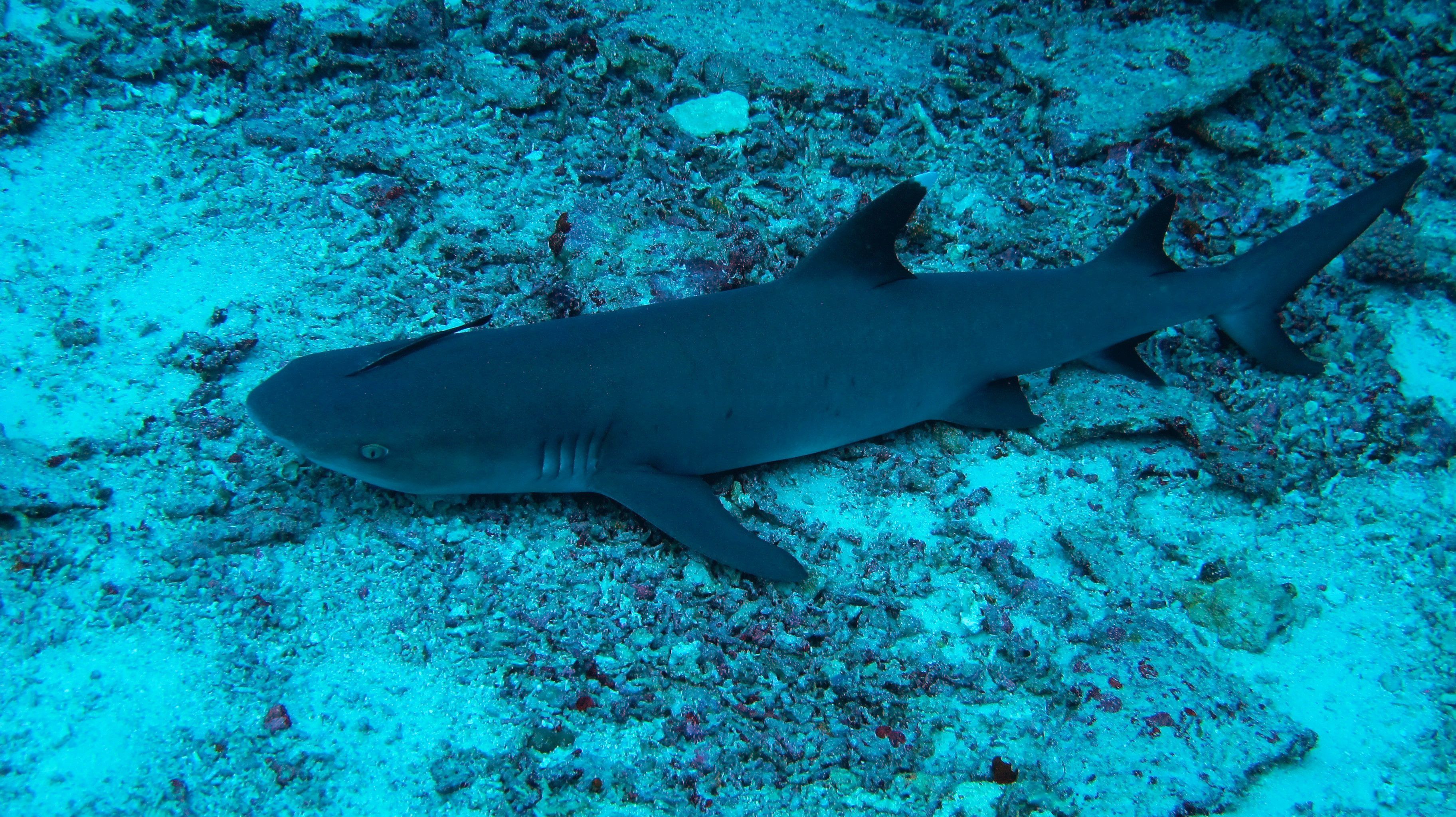 条纹斑竹鲨图片欣赏-海友网