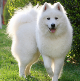 阿依努犬 (其他生物相关)