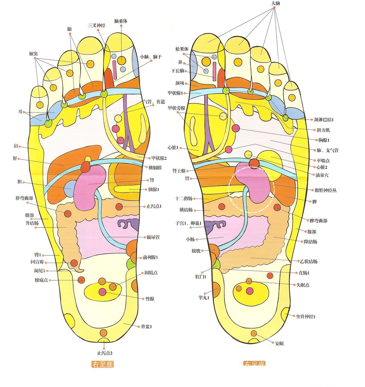 脚底甲状腺反射区图片图片