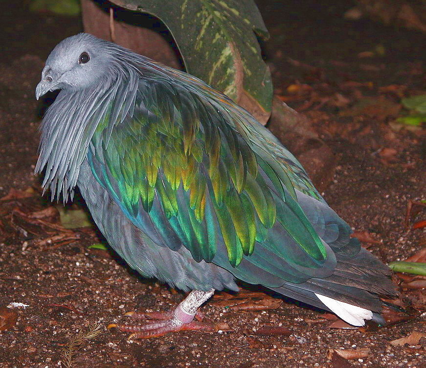 生物相关)绿蓑鸽(caloenas nicobarica)又名尼柯巴鸠(nicobar pigeon)