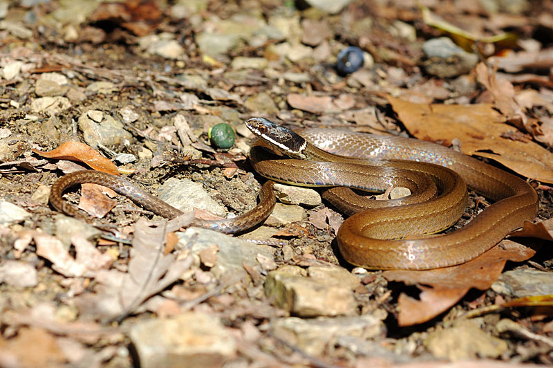 黑头蛇其他生物相关