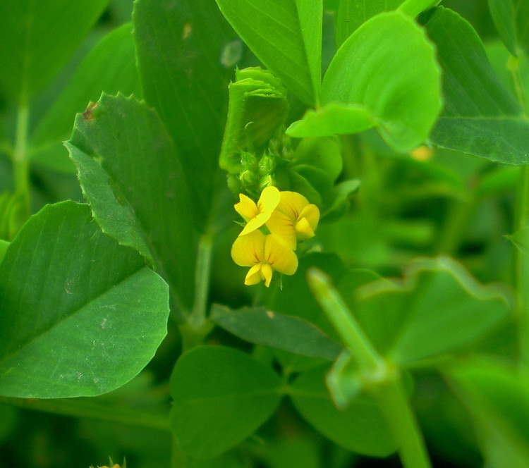 黃花苜蓿(植物)