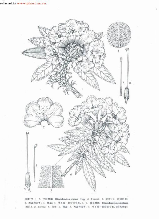 平卧长轴杜鹃 (植物)