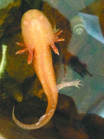 金黄色蝾螈动物