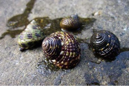 花琴钟螺 (动物)