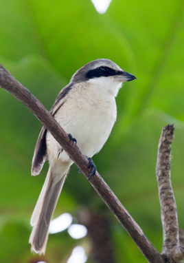 楔尾伯劳 (动物)