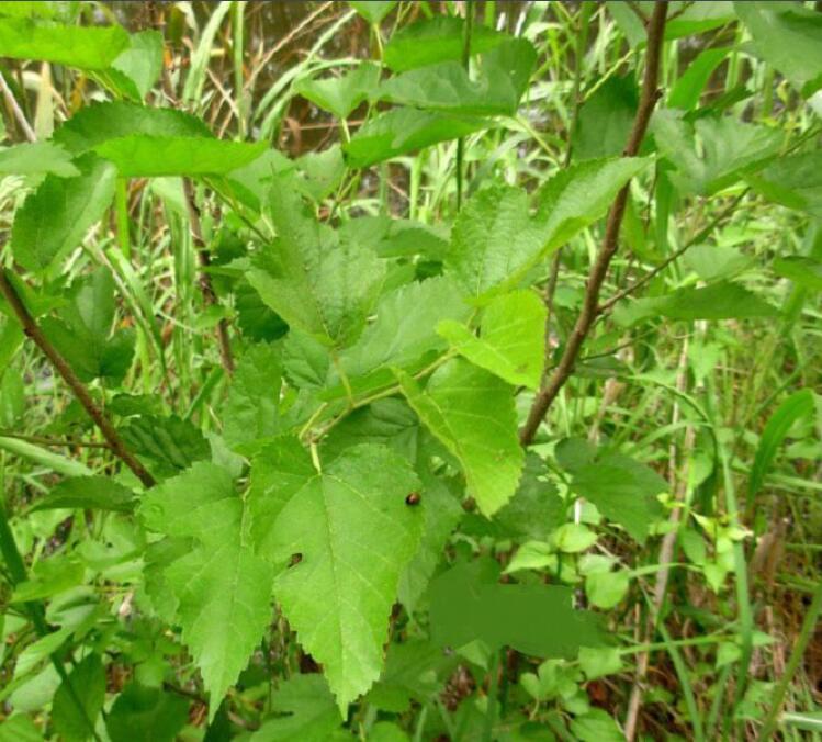 是桑科,桑屬落葉喬木或灌木,無刺;冬芽具芽鱗,呈覆瓦狀排列.