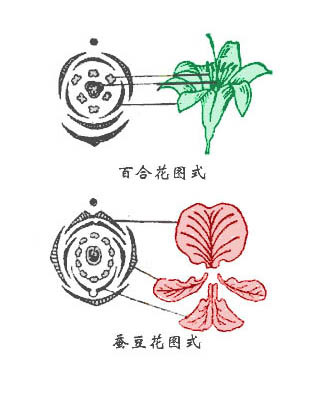 花图式 (其他生物学相关)