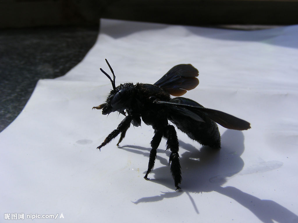 黑蜂种类及图片大全图片