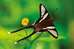 白带燕凤蝶 (动物)