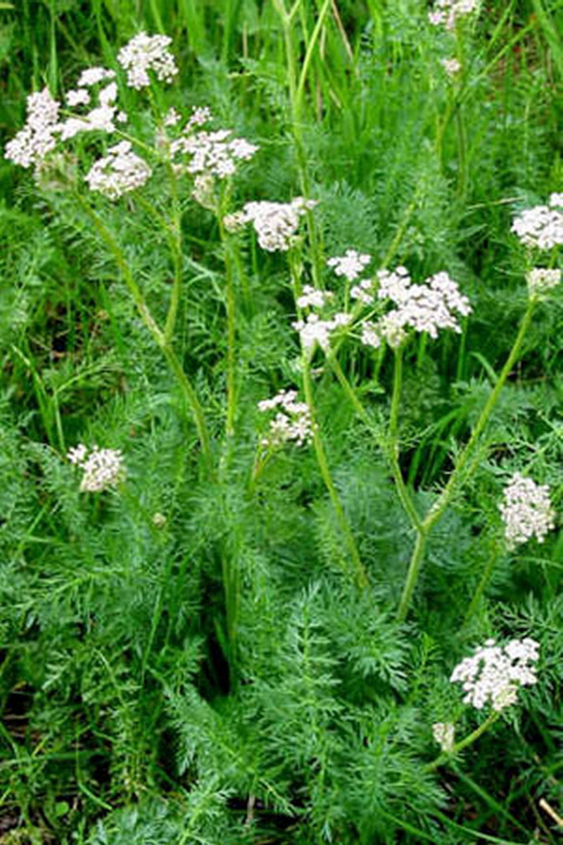 页蒿(植物)