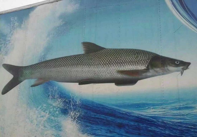 玻璃梭鲈(动物)