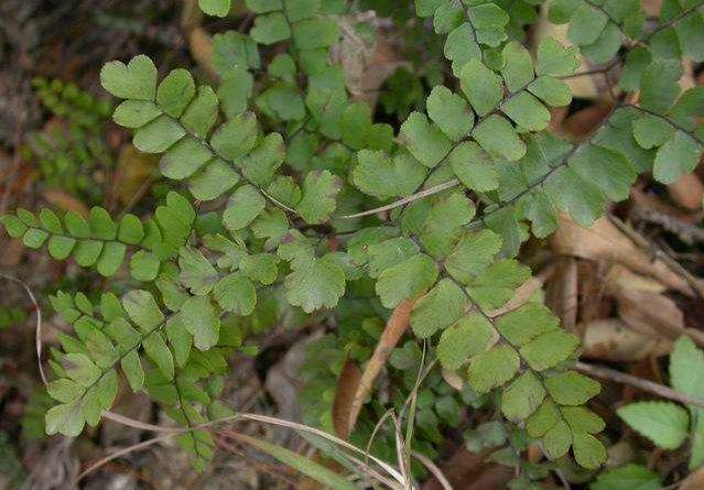 具有清利湿热,祛风之功效.中药名