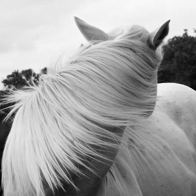 mane(其他文化相关)