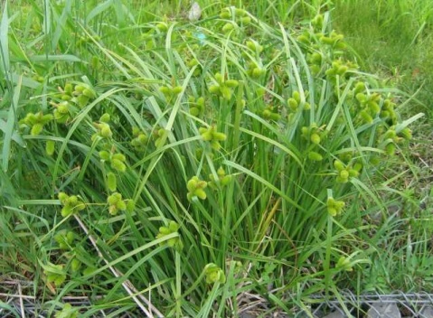 古铜苔草百科图片