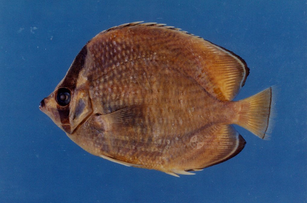 三烛光鱼(动物)