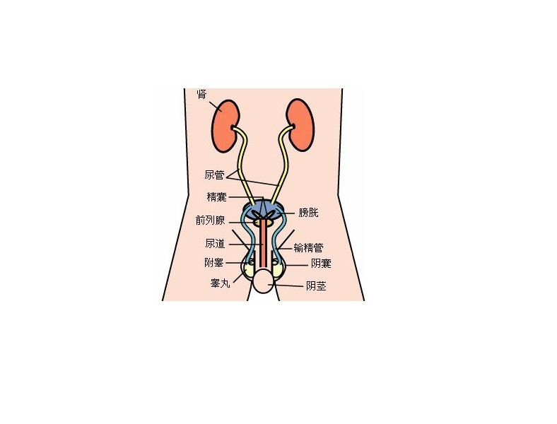 阴囊睾丸解剖层次图片