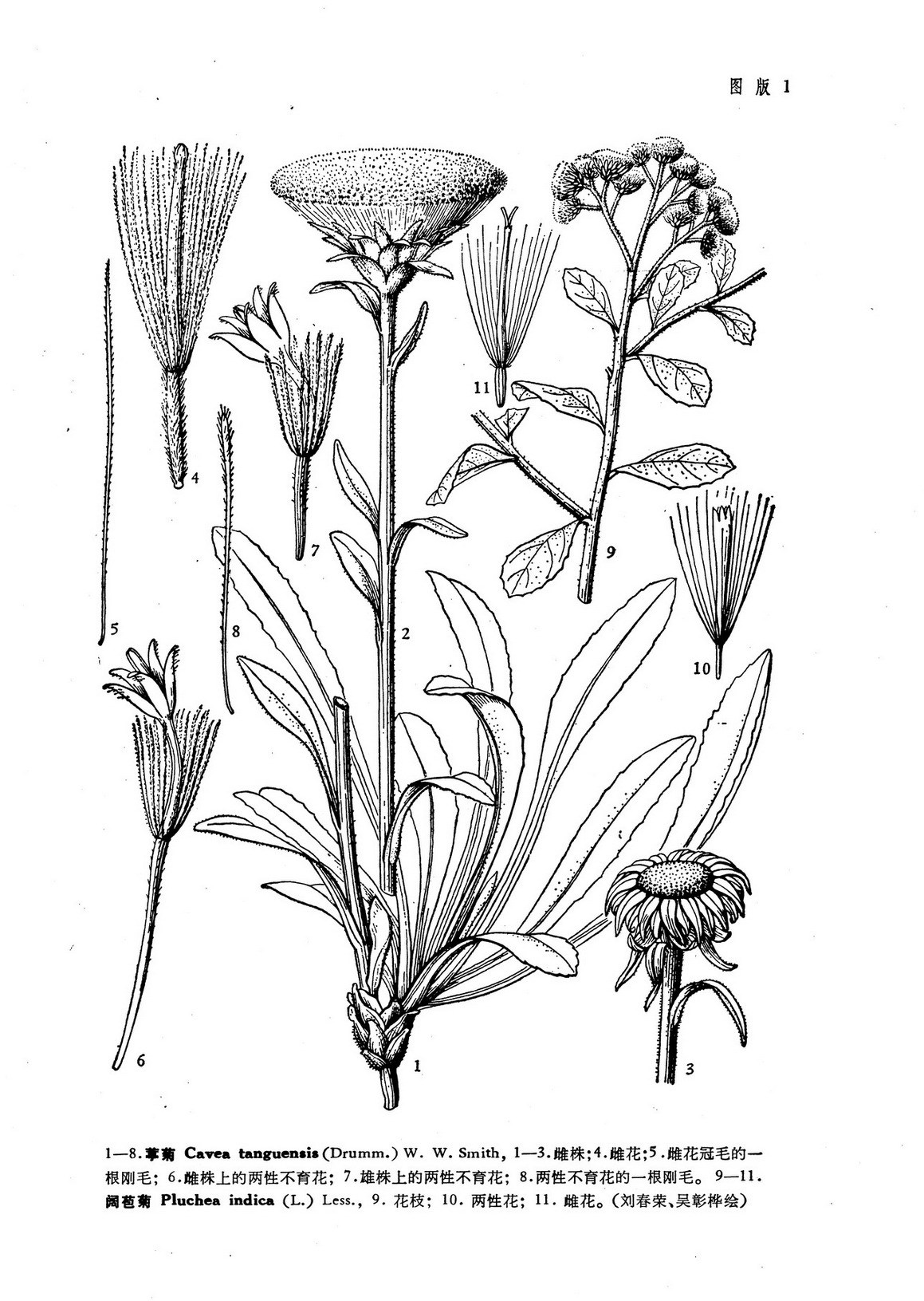 葶菊(植物)葶菊(caveatanguensis);根狀莖粗厚,近木質,長達10釐米,或