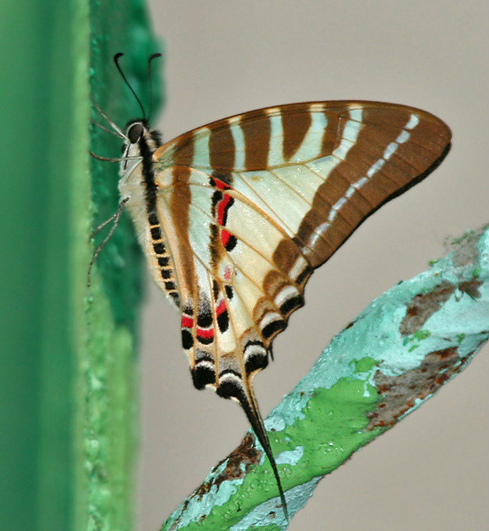 红绶绿凤蝶 (动物)