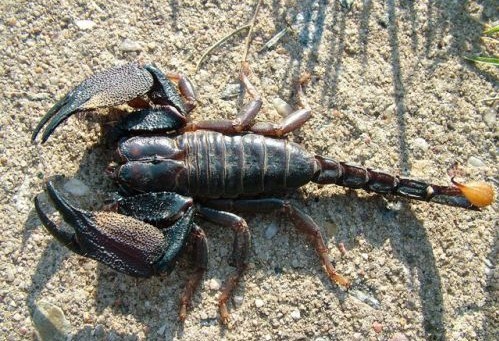 迈索尔雨林蝎 (动物)