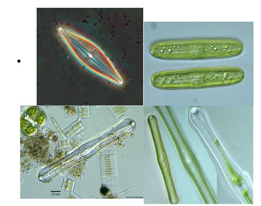 羽纹藻属(植物)羽纹藻属(pinnularia)是硅藻门,羽纹纲,舟形藻目,舟形