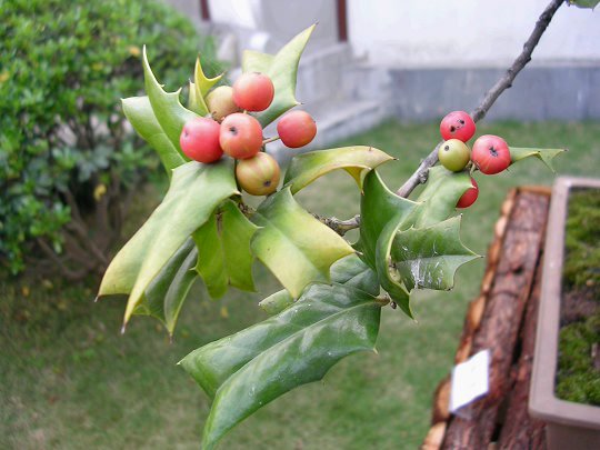 构骨冬青 (植物)