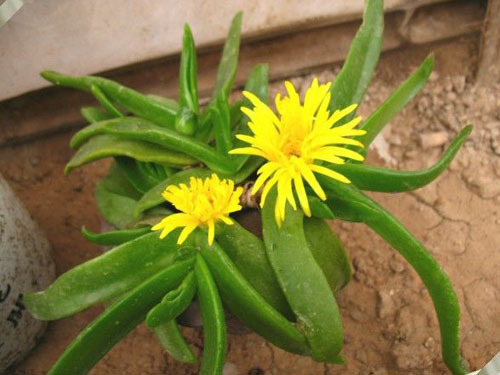 宝绿(植物)宝绿(学名:glottiphyllumlinguiforme)