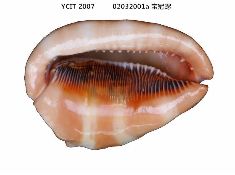 宝冠螺(其他生物相关)