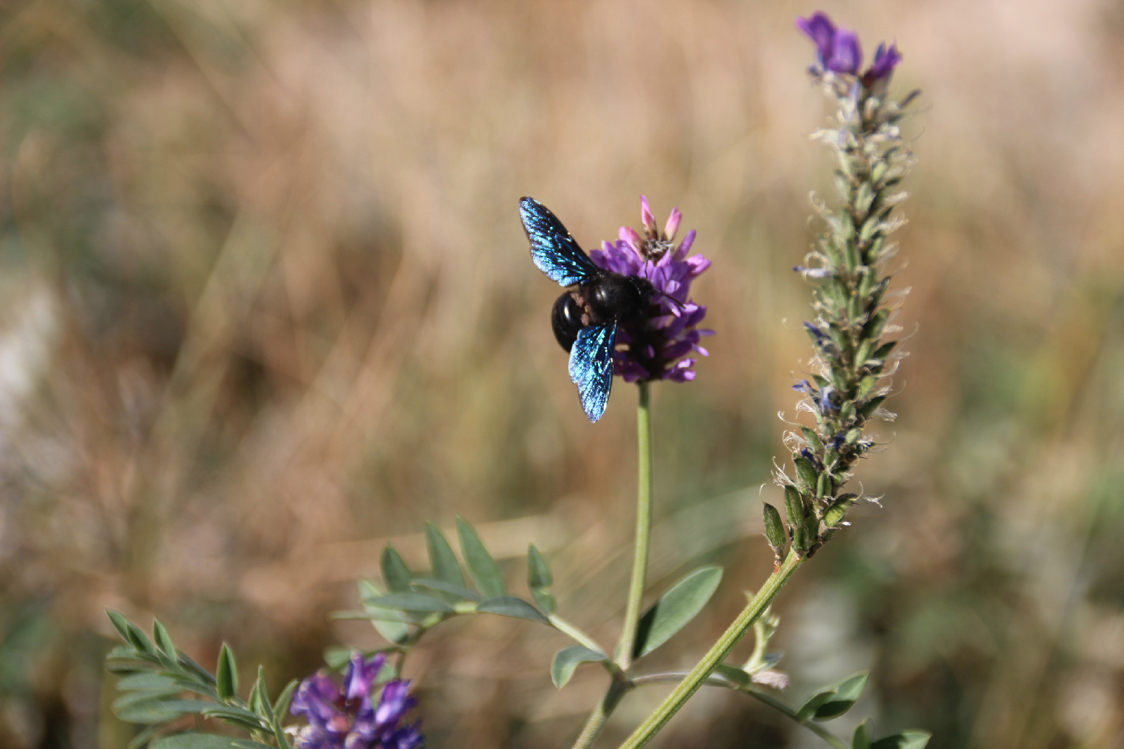 伊犁黑蜂(动物)