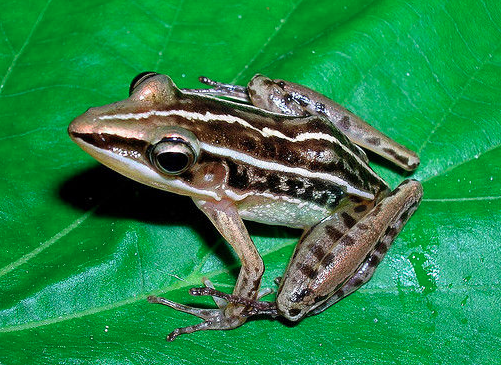 长趾蛙 (动物)