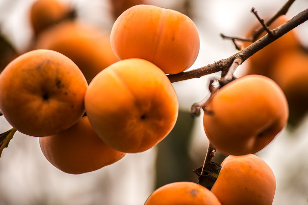 恭城水柿 (植物)