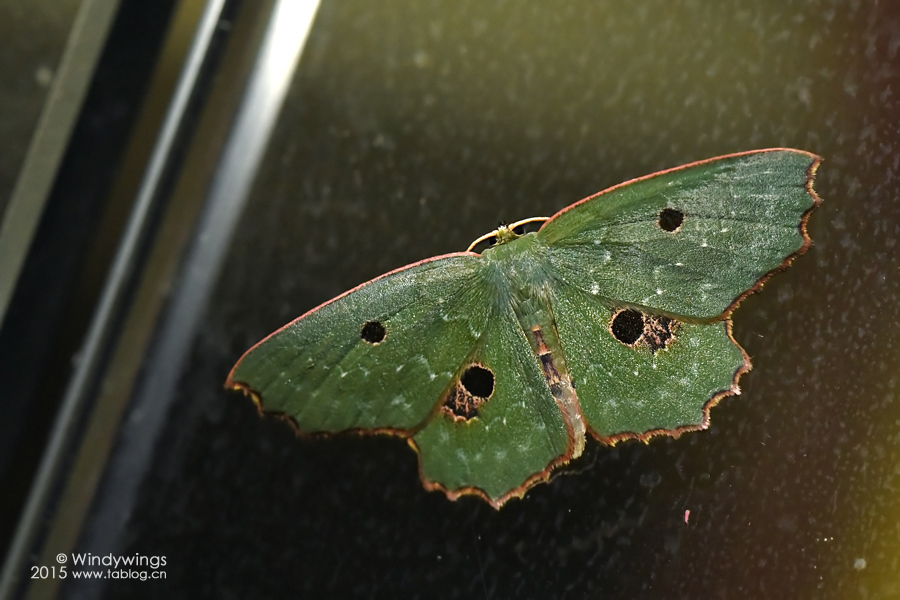 中国四眼绿尺蛾其他生物相关