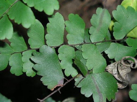翅柄铁线蕨(植物)