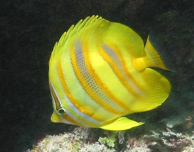 斑带蝴蝶鱼 (动物)