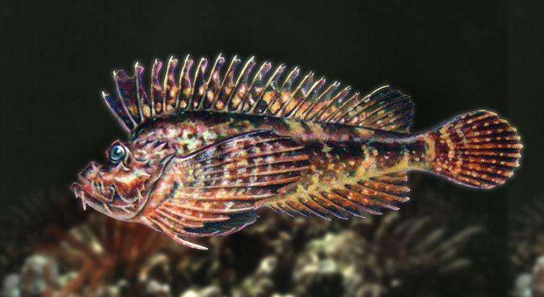 瞻星粗头鲉(动物)