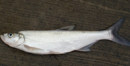 鲌鱼因品种的不同,各地又有白鱼,翘嘴白鱼之称.
